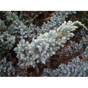 Juniperus squamata 'Meyeri' / Kirju kadakas 'Meyeri'
